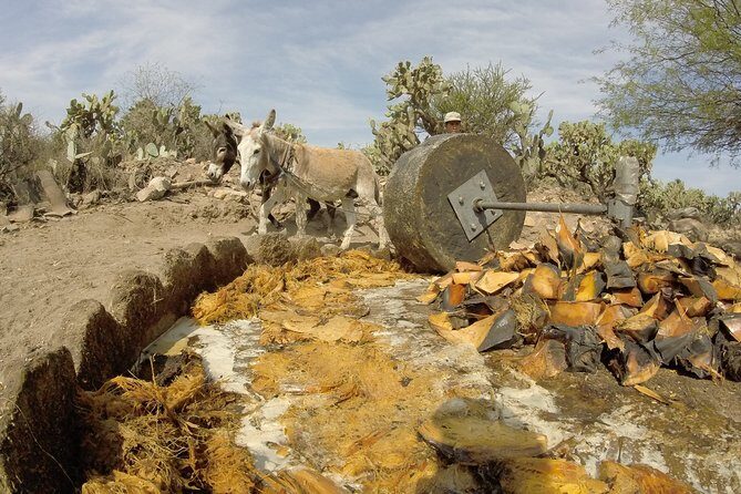 Private Tour of the Mezcal Route with Ancestral Drinks - Authentic Connections and Expert Guidance