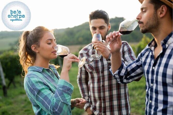 Private Tour Premium Wineries in the Valle de Guadalupe - Who Should Consider This Tour?