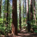 Private Tour Rotorua Shore Excursion up to 8 Passengers - Is It Worth the Price?