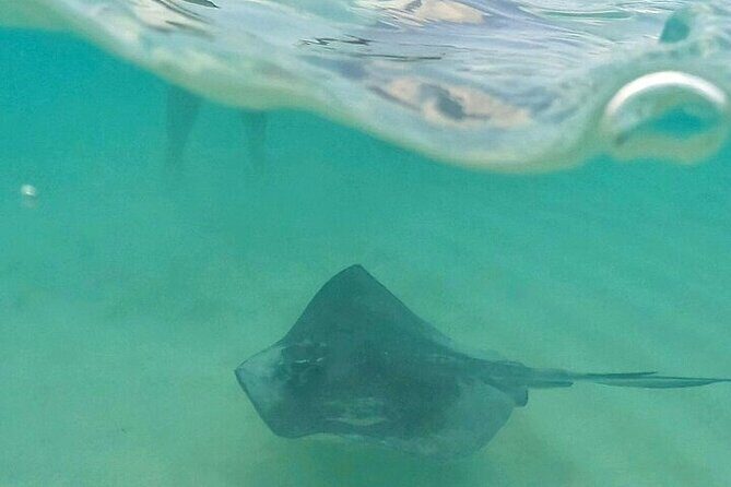 Private Tour to El Cielo and El Cielito and Palancar Cozumel - Who Is This Tour Best For?