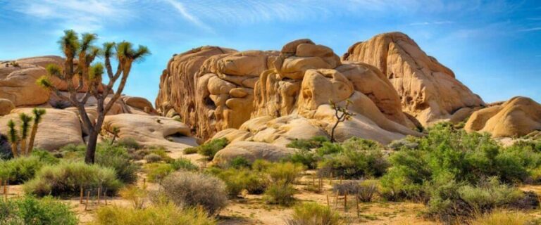 Private tour to Joshua Tree National park from Los Angeles - The Value of a Private Tour