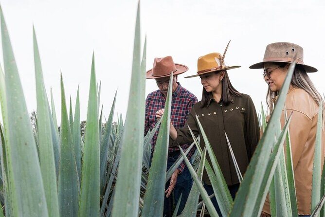 Private Tour to Tequila Ocho Distillery and the Town of Arandas - Authentic Feedback from Travelers