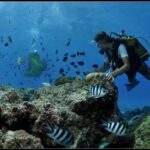 Private Tour: Underwater Scooter Bora Bora - The Experience: What It Feels Like and What You’ll See