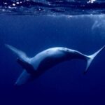 Private tour whale watching and snorkeling in Moorea - Who Is This Tour Best For?