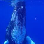 Private Tour Whale Watching Half Day Tour - FAQ