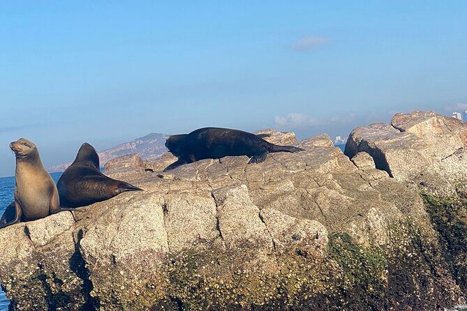 Private tour with sea lions and snorkeling - The Bottom Line: Is It Worth It?