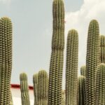 Private Transfer from Guadalajara to Morelia - Pricing and Value