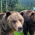 Private Transportation to Capilano Suspension Bridge Park - What Past Travelers Say