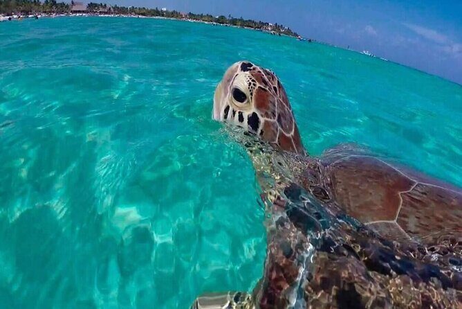 Private Turtle encounter + Cenote Adventure! Express Tour - Final Thoughts