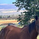 Private Upcountry Farm Tour on Maui - Practical Details and Value