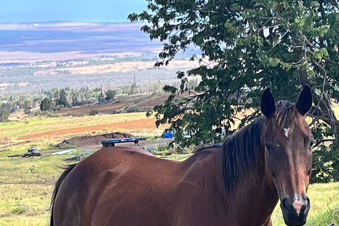 Private Upcountry Farm Tour on Maui - Practical Details and Value
