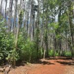 Private Upcountry Hiking Tour - The Rich Ecology and History