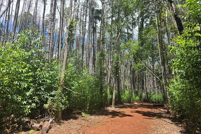 Private Upcountry Hiking Tour - The Rich Ecology and History