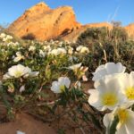 Private Valley of Fire Hiking and Sightseeing Adventure - Who Should Consider This Tour?