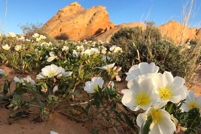 Private Valley of Fire Hiking and Sightseeing Adventure - Who Should Consider This Tour?
