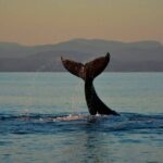 Private Victoria Full Day Tour from Vancouver - Honest Feedback and Potential Drawbacks