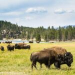 Private/VIP Wildlife Winter Safari of Yellowstone - Final Thoughts: Is This Tour Right for You?