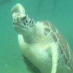 Private VW Beetle Tour Swim with Turtles, Visit Tulum Ruins&Town - Recognizing the Possible Drawbacks