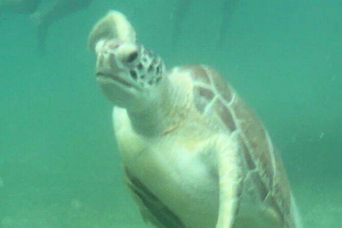 Private VW Beetle Tour Swim with Turtles, Visit Tulum Ruins&Town - Recognizing the Possible Drawbacks