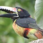 Private VW Beetle Tour to See Mexican Birds, Turtles & Monkeys - Who Should Consider This Tour?