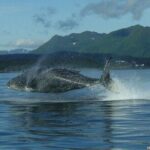 Private Whale and Wildlife Viewing - Who Is This Tour Best Suited For?