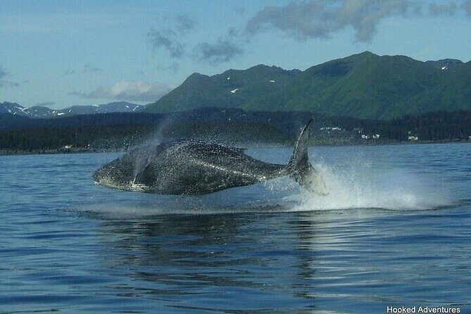 Private Whale and Wildlife Viewing - Who Is This Tour Best Suited For?