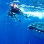 Private Whale Shark All Inclusive Experience - What to Expect from Your Whale Shark Adventure