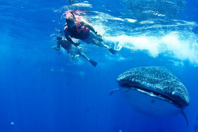 Private Whale Shark All Inclusive Experience - What to Expect from Your Whale Shark Adventure