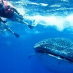 Private Whale Shark Ecofriendly Tour from Riviera Maya - How It Compares to Other Tours