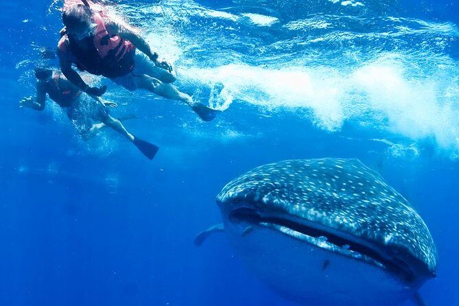 Private Whale Shark Ecofriendly Tour from Riviera Maya - How It Compares to Other Tours