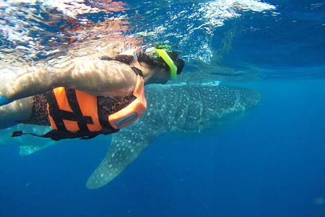 Private Whale Shark Tour from Playa del Carmen - Who Will Love This Tour?