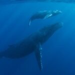 Private Whale Watch and Snorkel off Kaua'i - The Value of a Private Tour