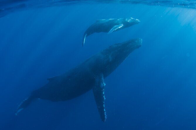 Private Whale Watch and Snorkel off Kaua'i - The Value of a Private Tour