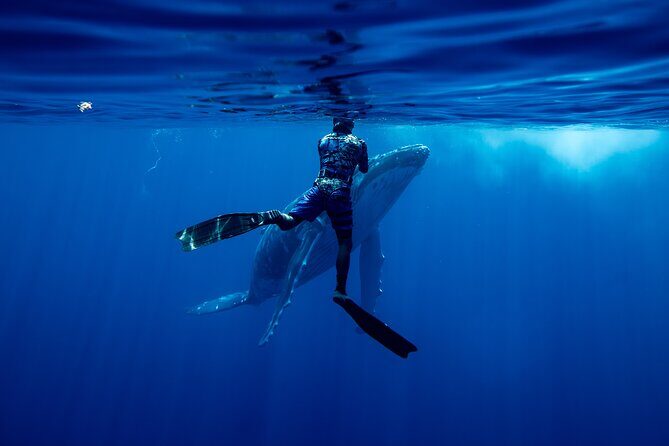 Private Whale Watching Adventure in Mo'orea - The Details: What You Get for Your Money