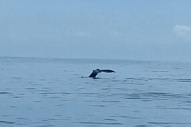 Private Whale Watching and Dolphin Excursion - Who Should Consider This Tour?