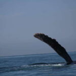 Private whale watching in mazatlan - The Experience Provider and Booking Details