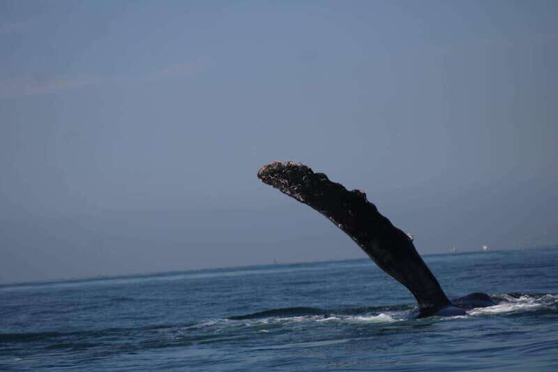Private whale watching in mazatlan - The Experience Provider and Booking Details