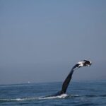 Private whale watching in Puerto Vallarta for 3 Hours - The Itinerary & Experience Details