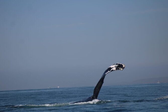 Private whale watching in Puerto Vallarta for 3 Hours - The Itinerary & Experience Details