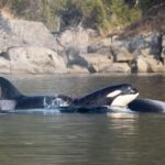 Private Whale Watching Nanaimo - Open Boat - Pricing and Value