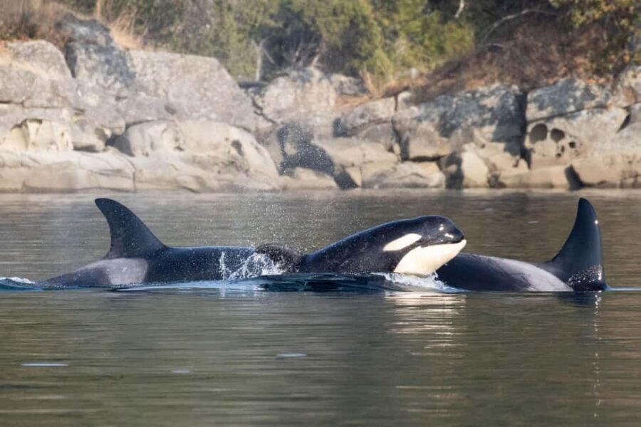 Private Whale Watching Nanaimo - Open Boat - Pricing and Value
