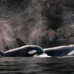 Private Whale Watching Nanaimo - Semi-Covered Boat - Breaking Down the Experience