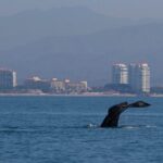 Private Whale watching Puerto Vallarta - FAQ