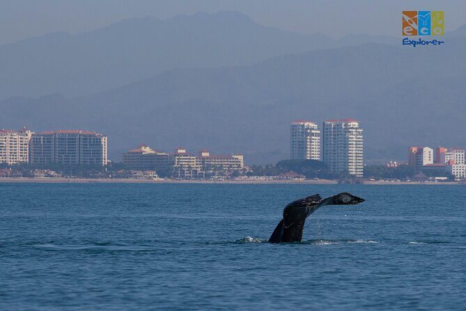 Private Whale watching Puerto Vallarta - FAQ