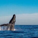 Private Whale Watching Sailing Adventure - Is It Worth the Price?