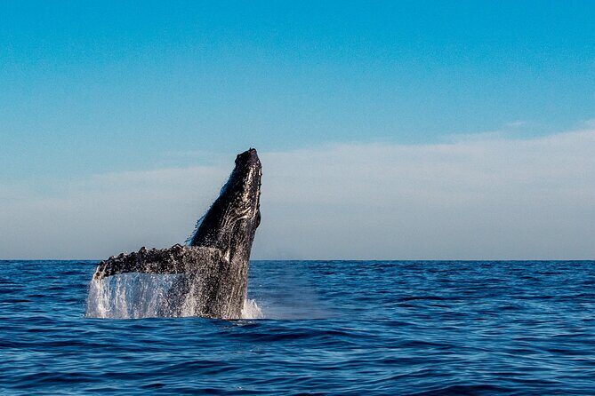Private Whale Watching Sailing Adventure - Is It Worth the Price?