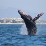 Private Whale Watching Tour in Puerto Vallarta - The Experience in Detail