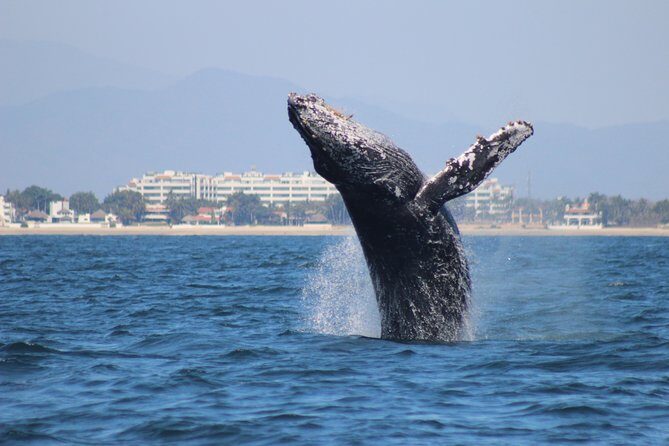 Private Whale Watching Tour in Puerto Vallarta - The Experience in Detail
