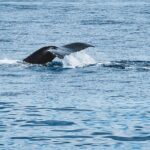 Private Whale Watching Trip from Oahu - Whales, Guides, and What Travelers Say
