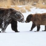 Private Whittier Cruise Transit Tour With AWCC - The Real Traveler Perspective